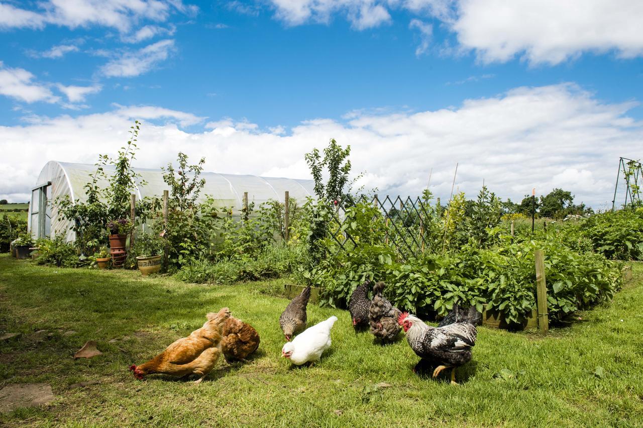 Peartree Hill Bed & Breakfast Dundonald  Luaran gambar